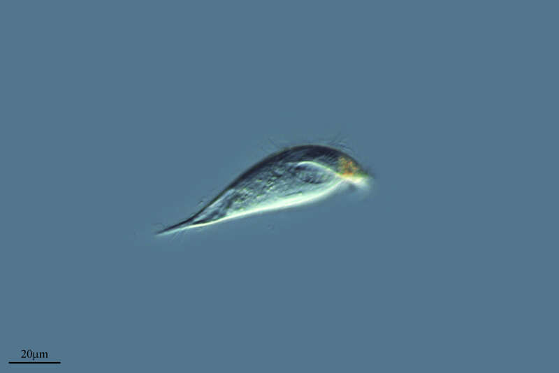 Image of Metopida
