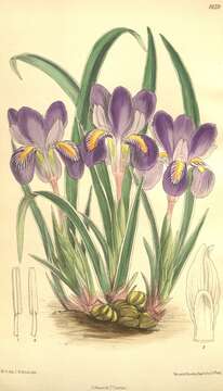 Image of dwarf violet iris