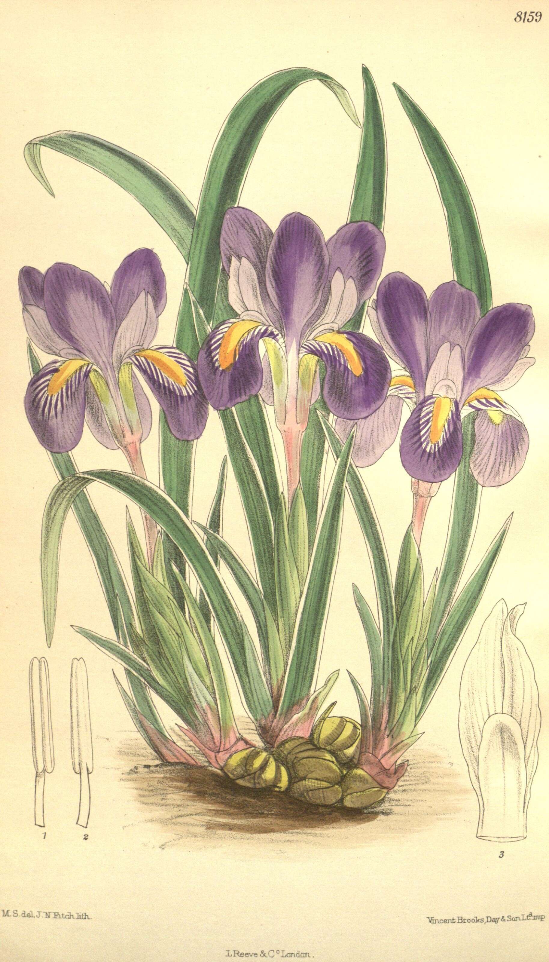 Image of dwarf violet iris