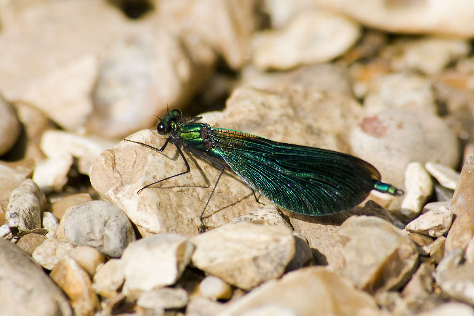 Image of Beautiful Demoiselle