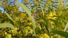 Image of red-leaf wattle