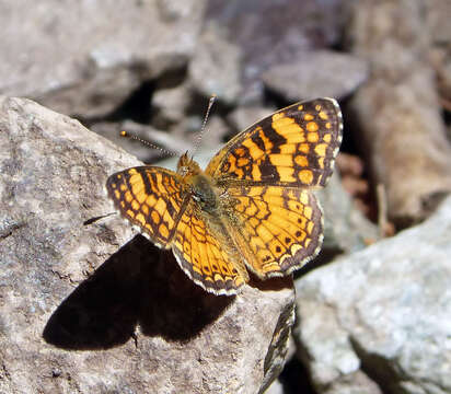 Image of Phyciodes mylitta thebais