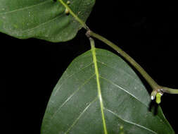 Imagem de Odontadenia puncticulosa (Richard) Pulle