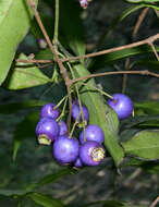 Image of Blue Cherry