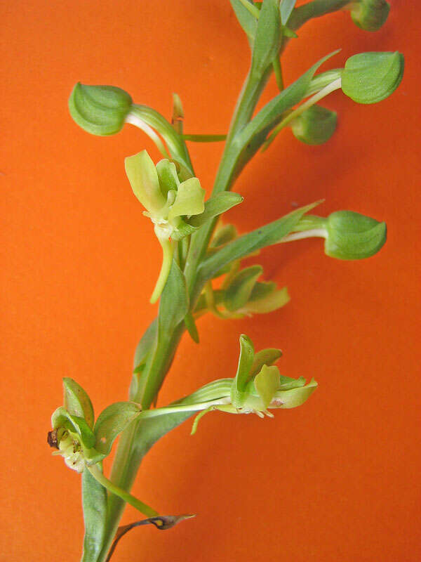 Habenaria petalodes Lindl. resmi