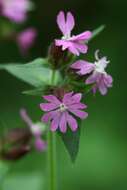 Image of red catchfly