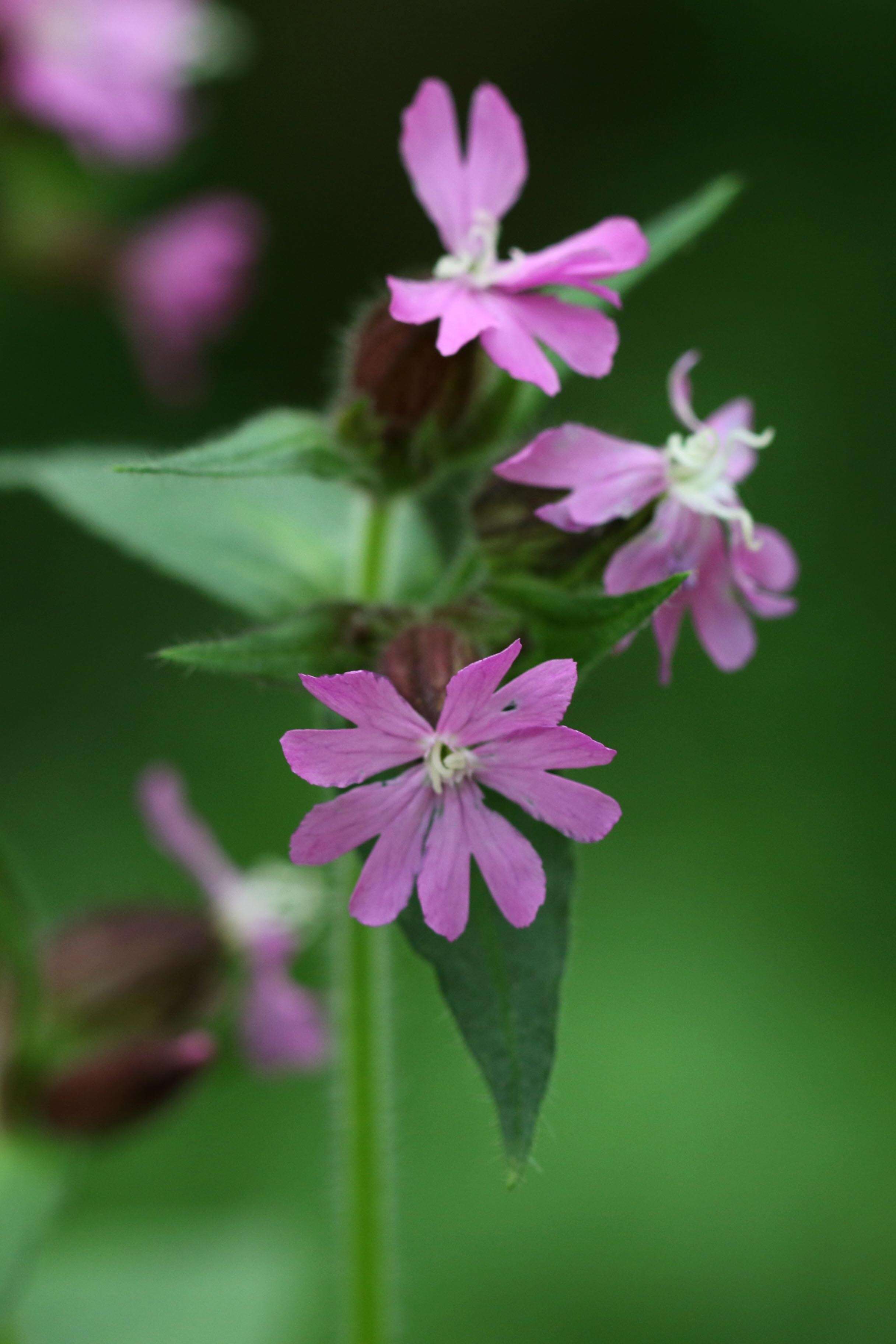 Image of red catchfly