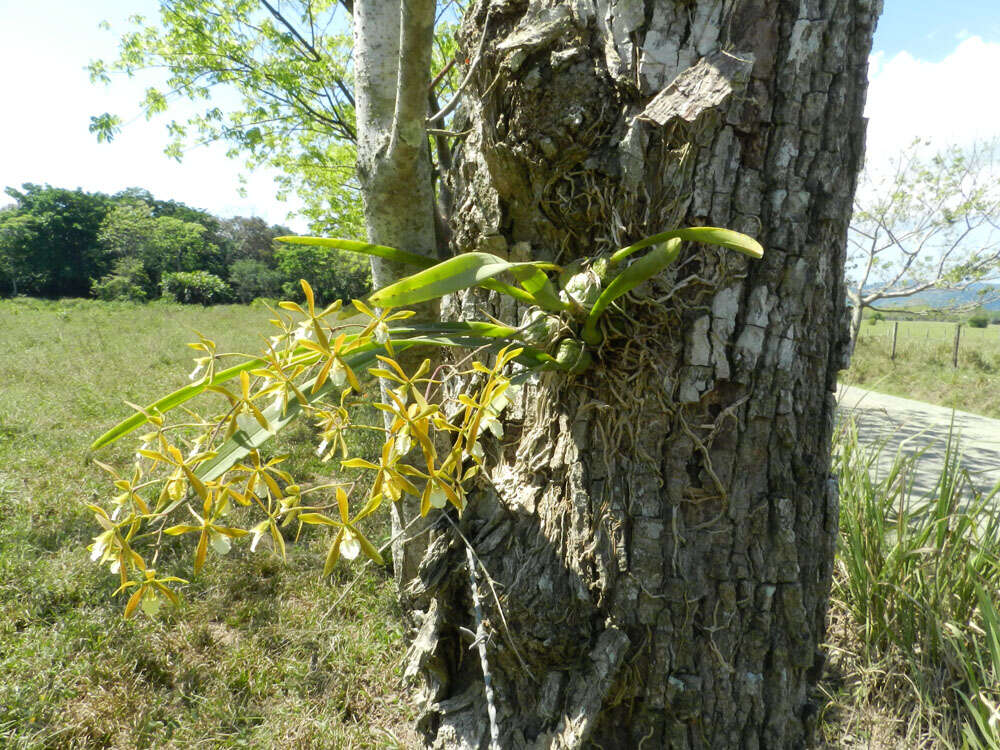 Слика од Encyclia