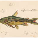 Image of Anadoras grypus (Cope 1872)