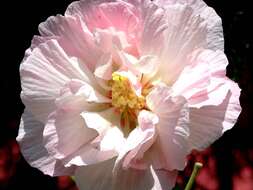 Image of hollyhock