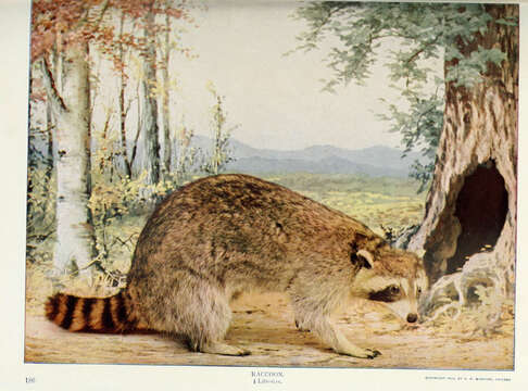 Image of raccoons