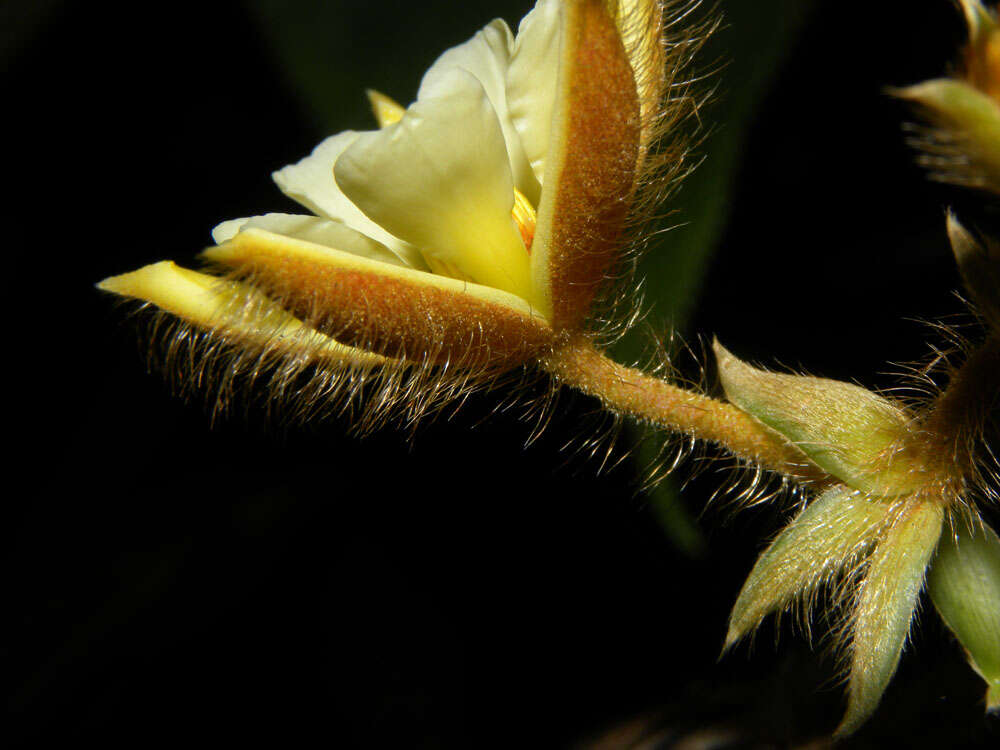 Image of Apeiba tibourbou Aubl.