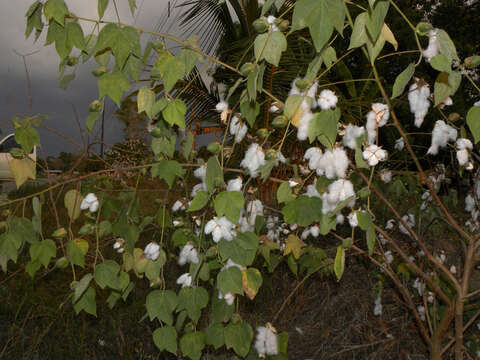 Image of upland cotton