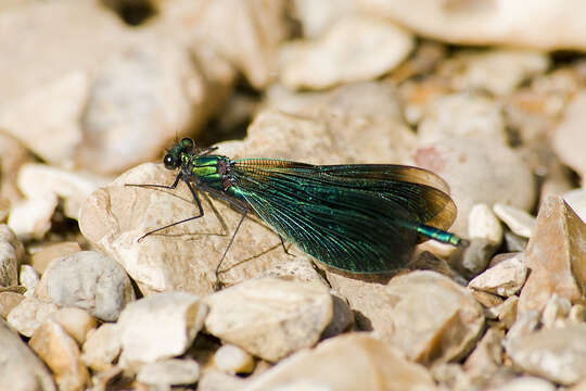 Image of Beautiful Demoiselle