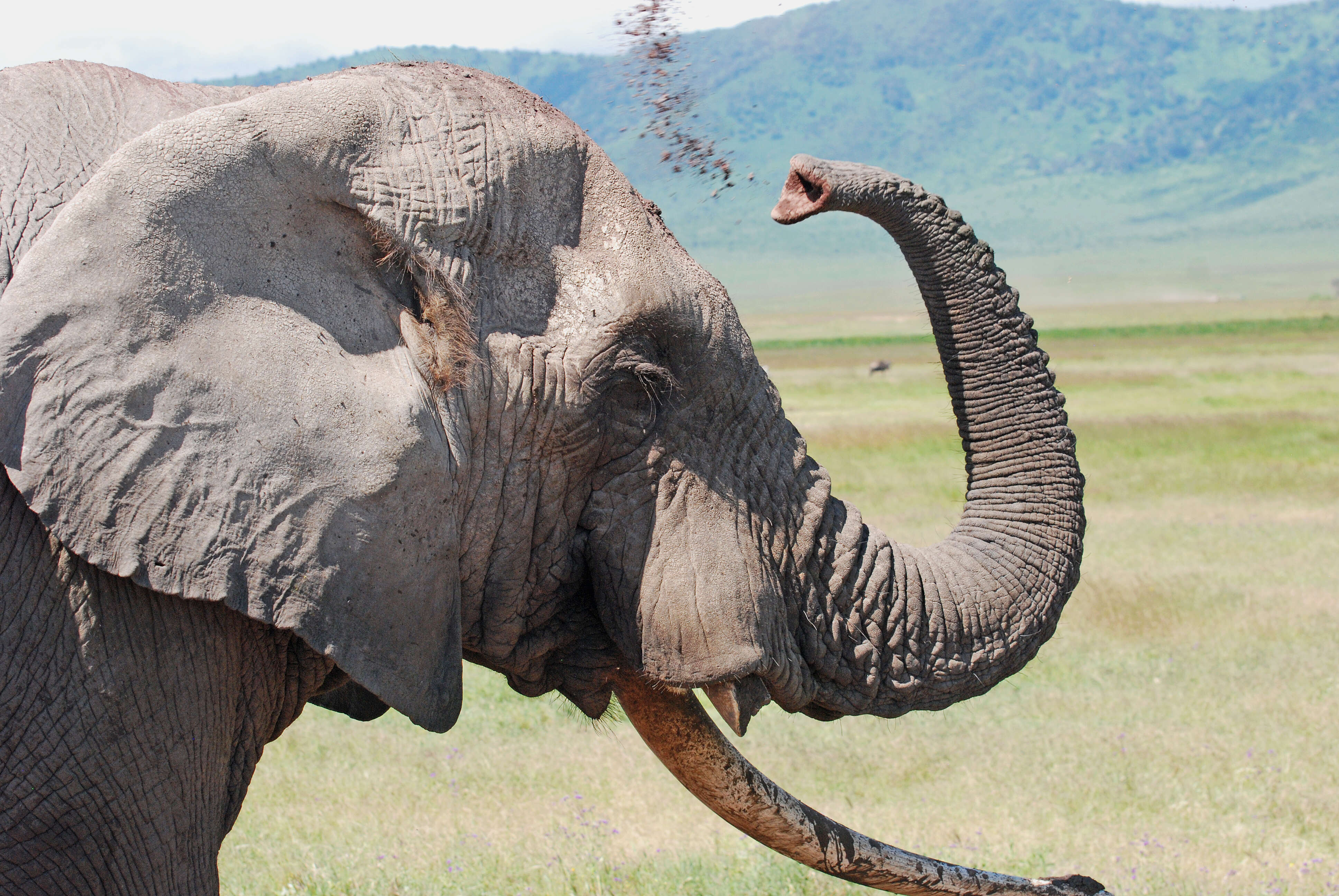 Image of African bush elephant