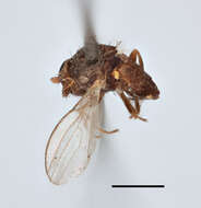 Image of Agromyza