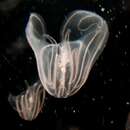 Image of Leidy's Comb Jelly