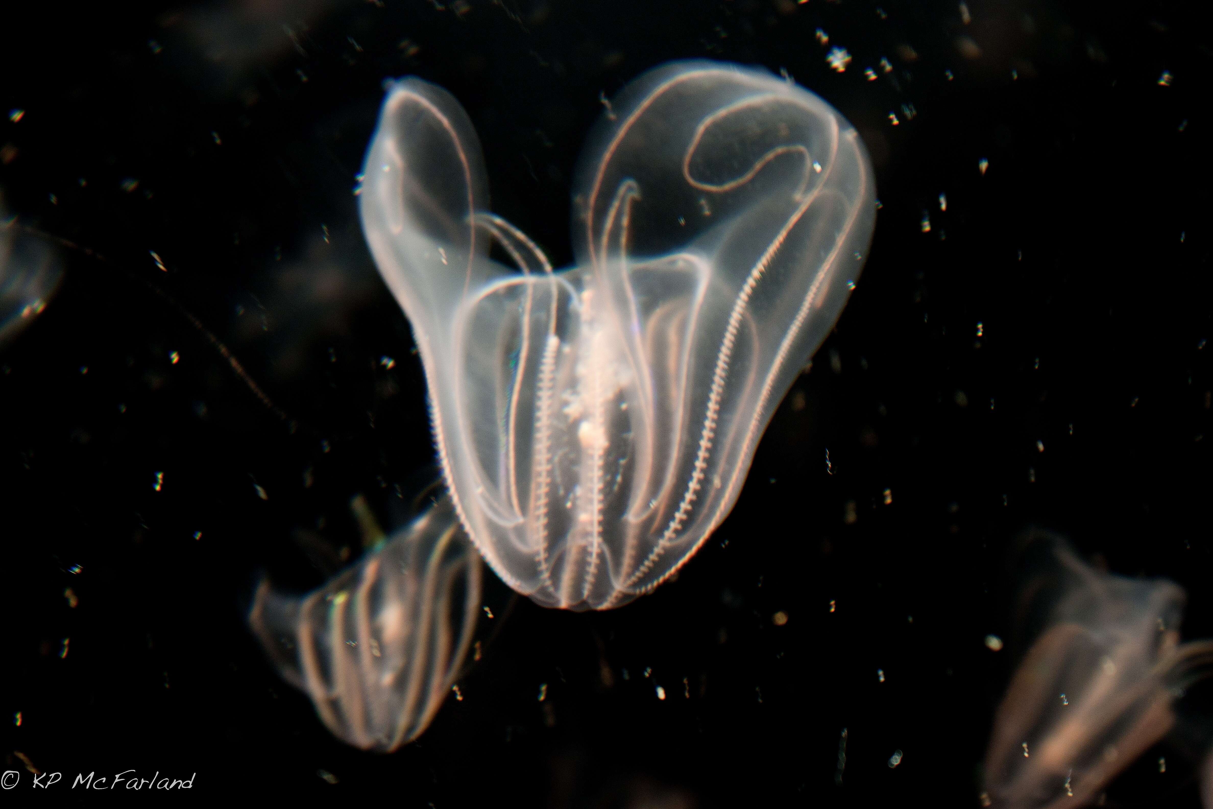 Слика од Ctenophora