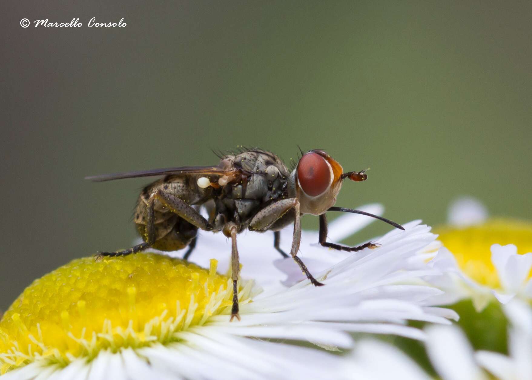 Image of thick-headed flies