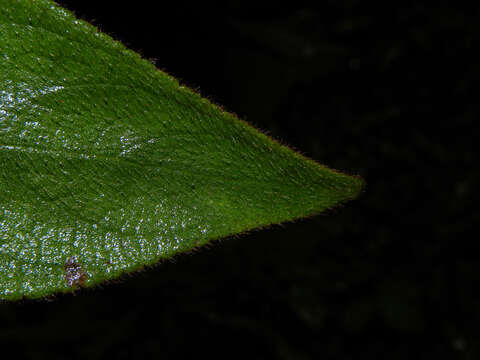 Image of Kohleria allenii Standl. & L. O. Williams