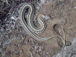 Image of Blackneck Garter Snake