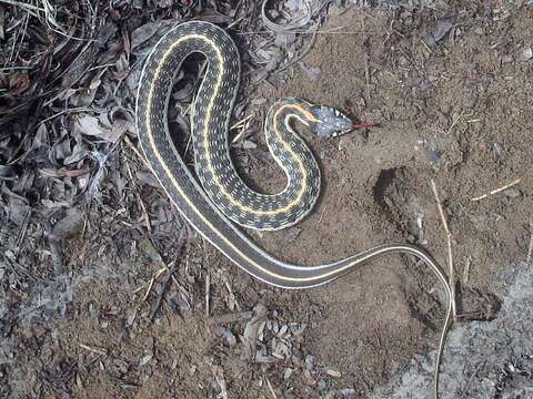 Image of Blackneck Garter Snake