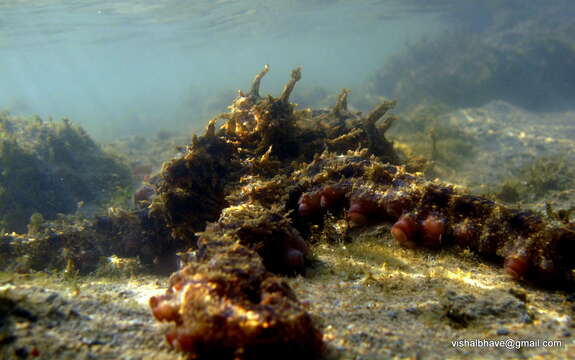 Image of Common octopus