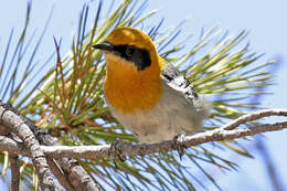 Image of olive warblers