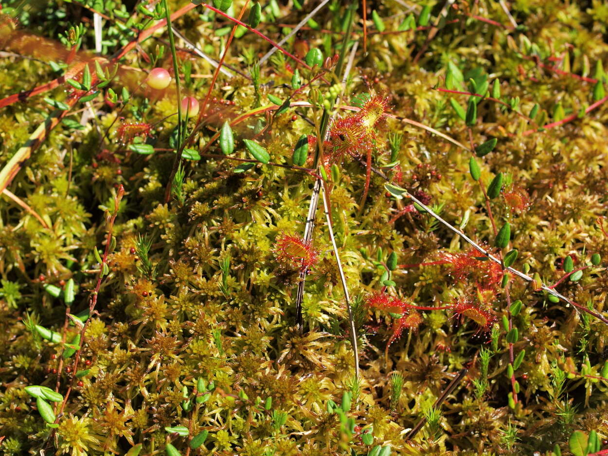 Image of Sundews