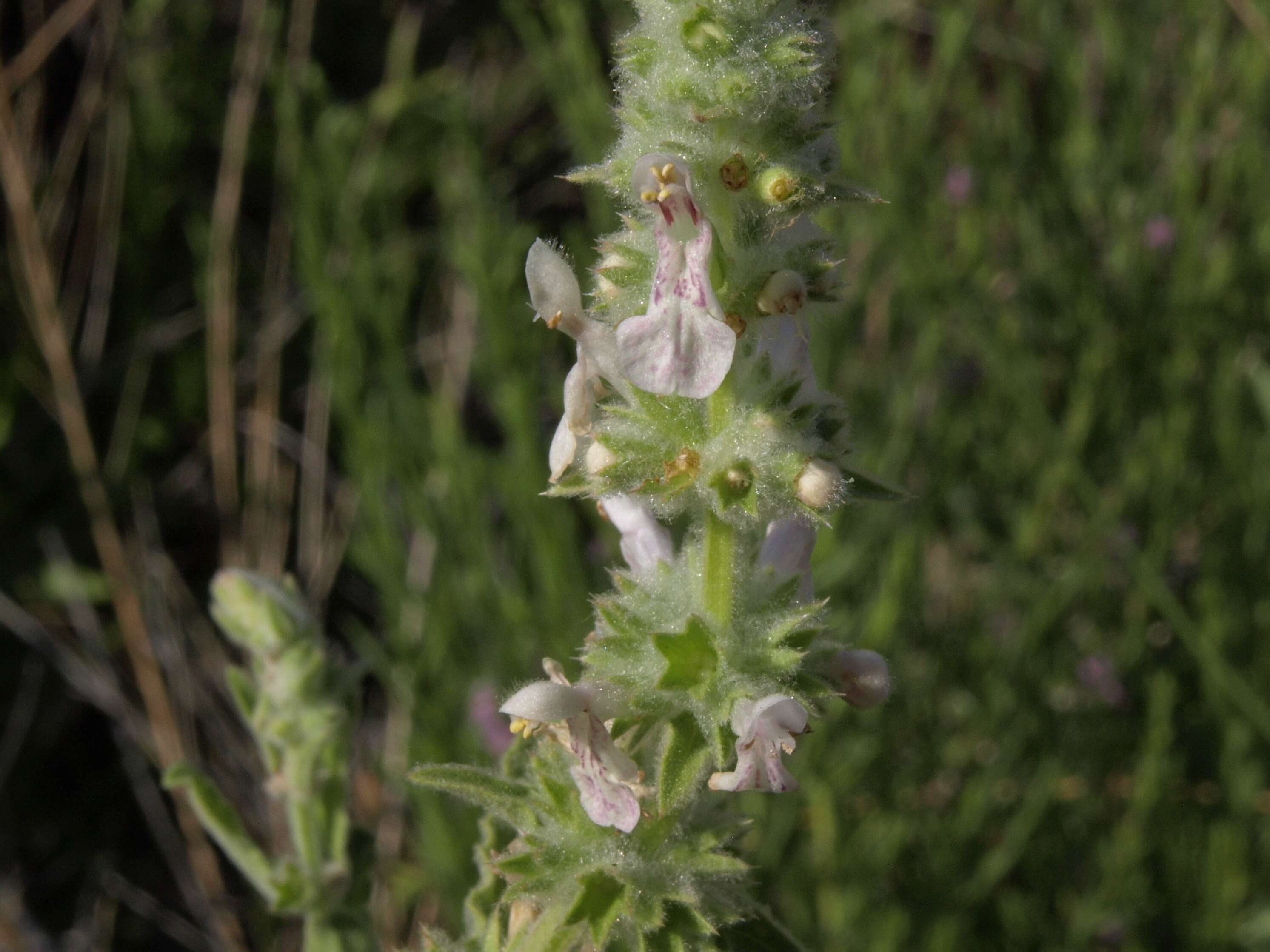 Слика од Stachys albens A. Gray