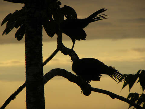 Image of Gray-headed Chachalaca