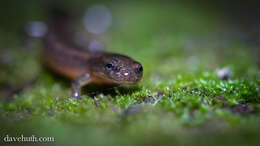 Image of Northern Two-lined Salamander