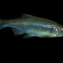 Image of Tricolor Shiner