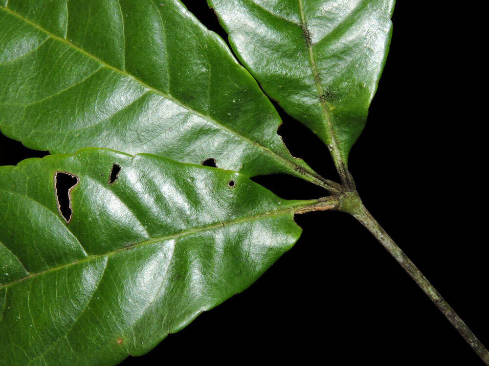 Image of Anthodiscus chocoensis Prance