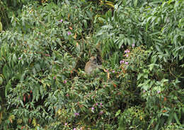 Image of Long-tailed Macaque