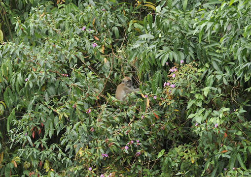 Image of Long-tailed Macaque