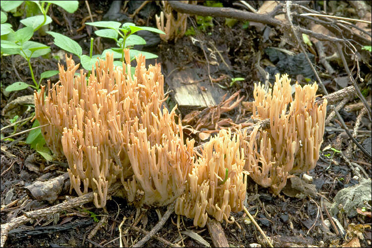 Image of Gomphaceae