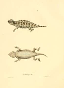 Sivun Phrynosoma Wiegmann 1828 kuva