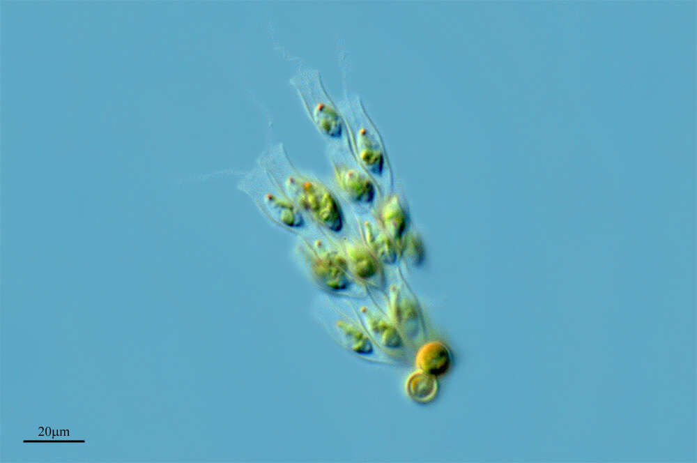 Image of golden algae