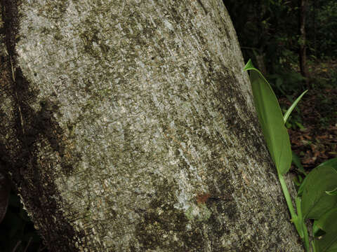 Image of Sorocea pubivena Hemsl.