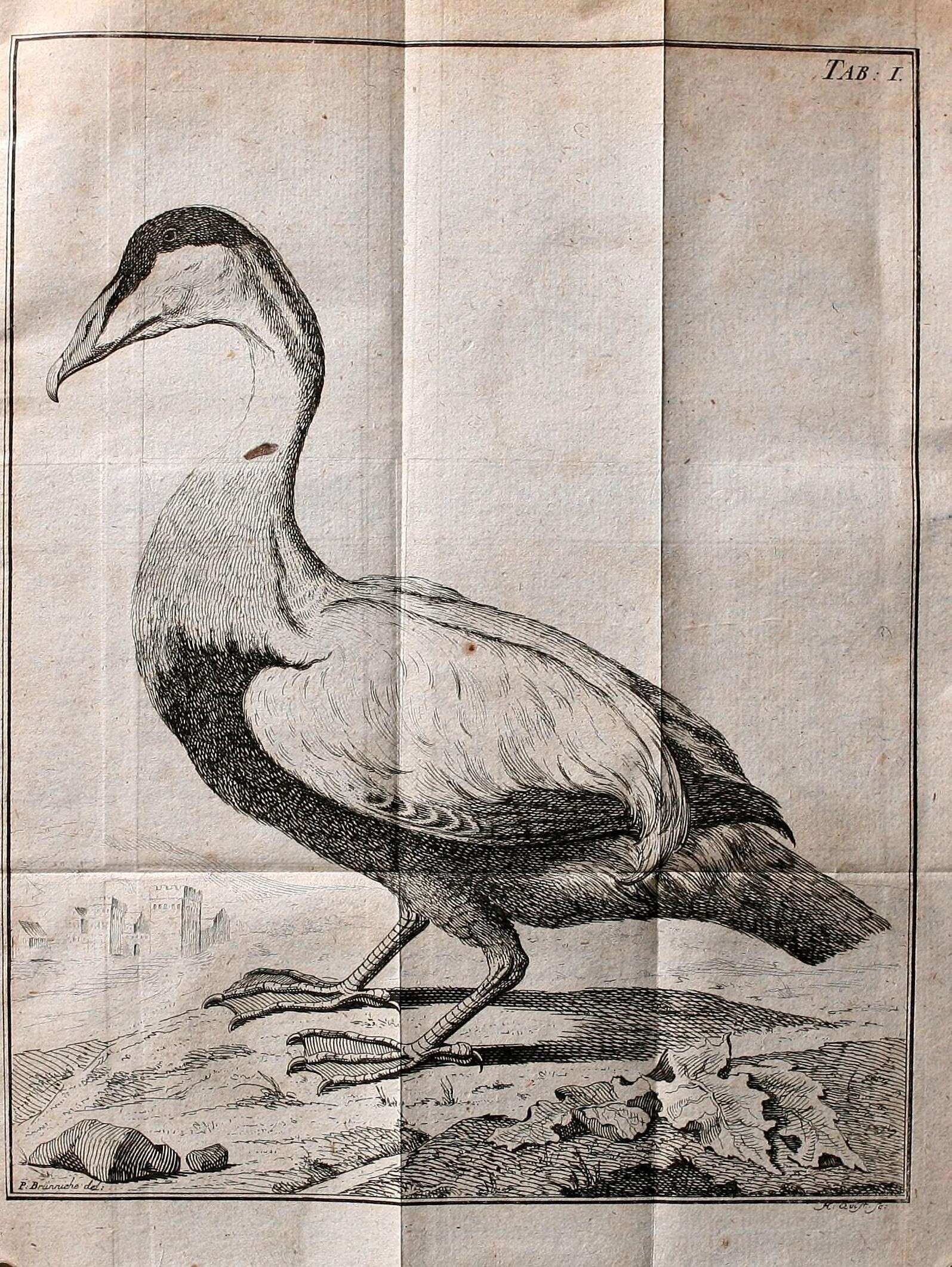 Image of Eider