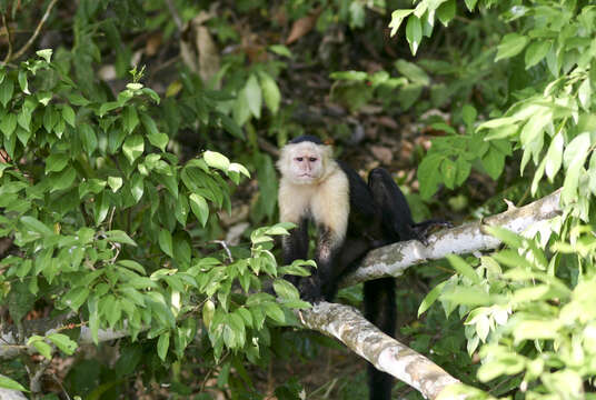 Image of white-faced capuchin