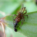 صورة Steatoda nobilis (Thorell 1875)