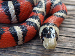 Image of Arizona Mountain Kingsnake