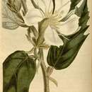 Image of Pterospermum suberifolium (L.) Lam.