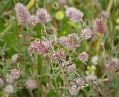 Imagem de Trifolium arvense L.