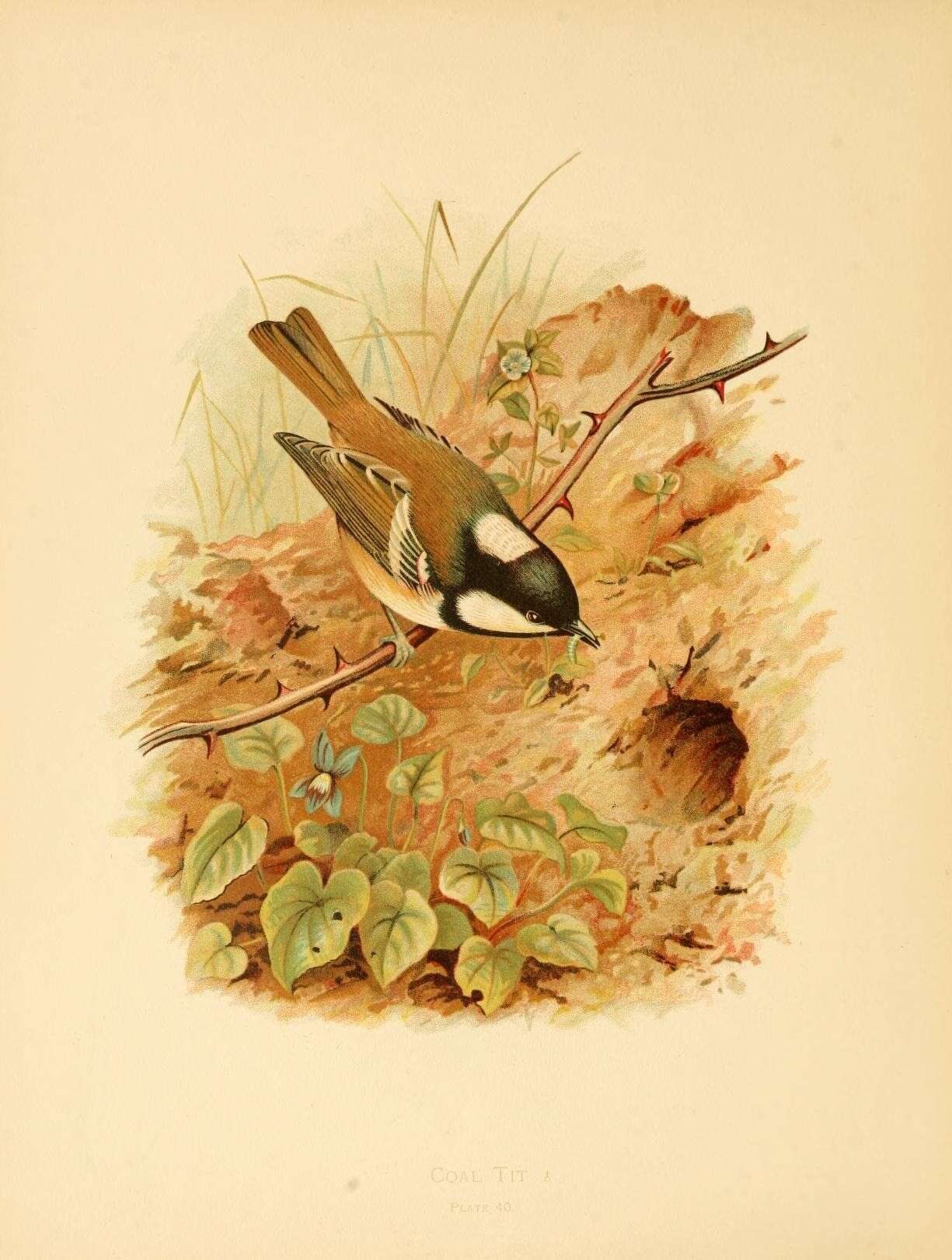 صورة Periparus Sélys-Longchamps 1884