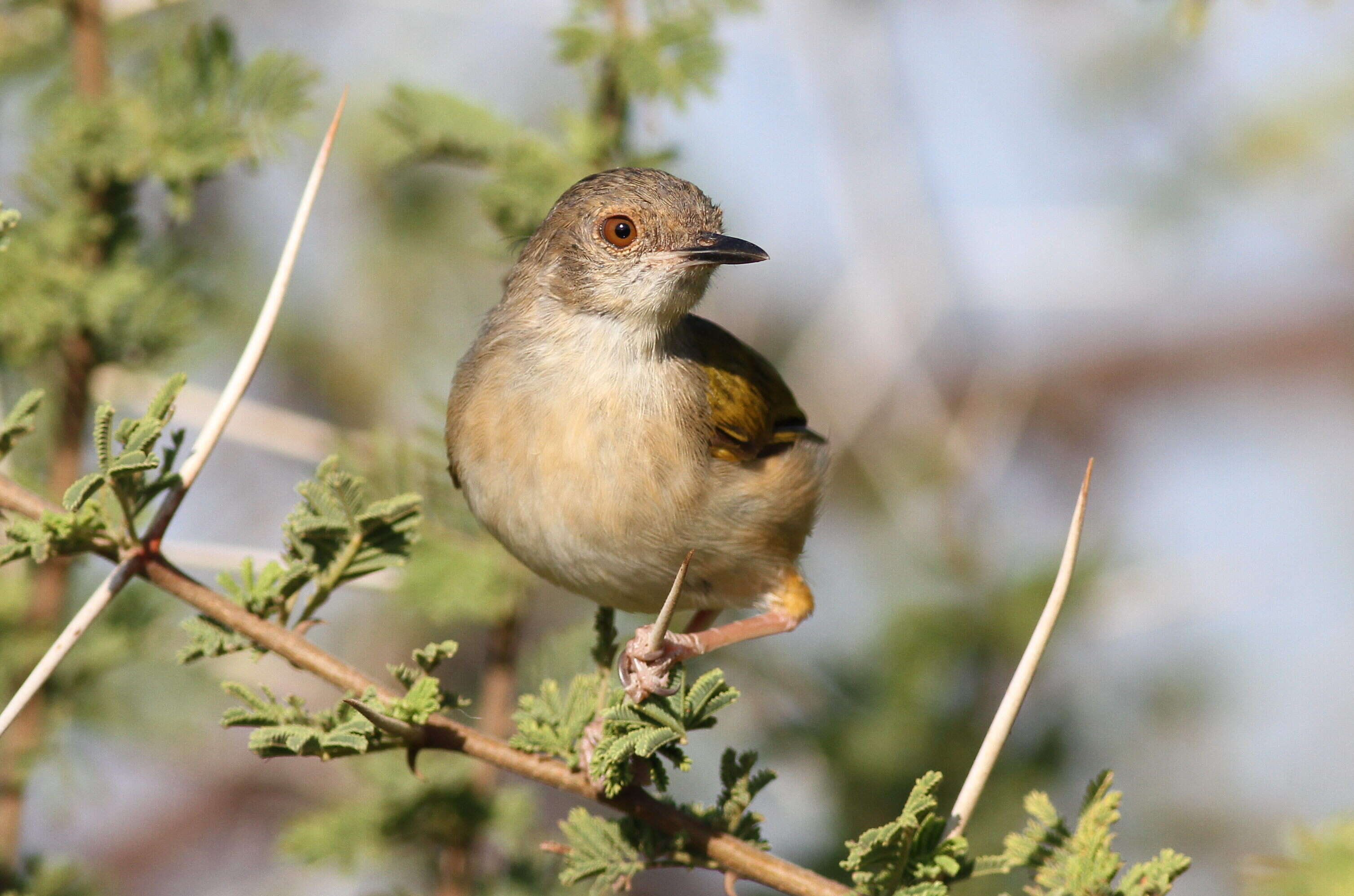 Image of Camaroptera Sundevall 1850