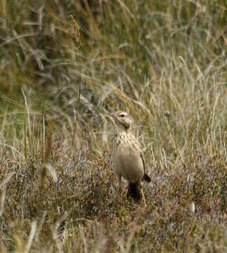 Image of Mountain Pipit