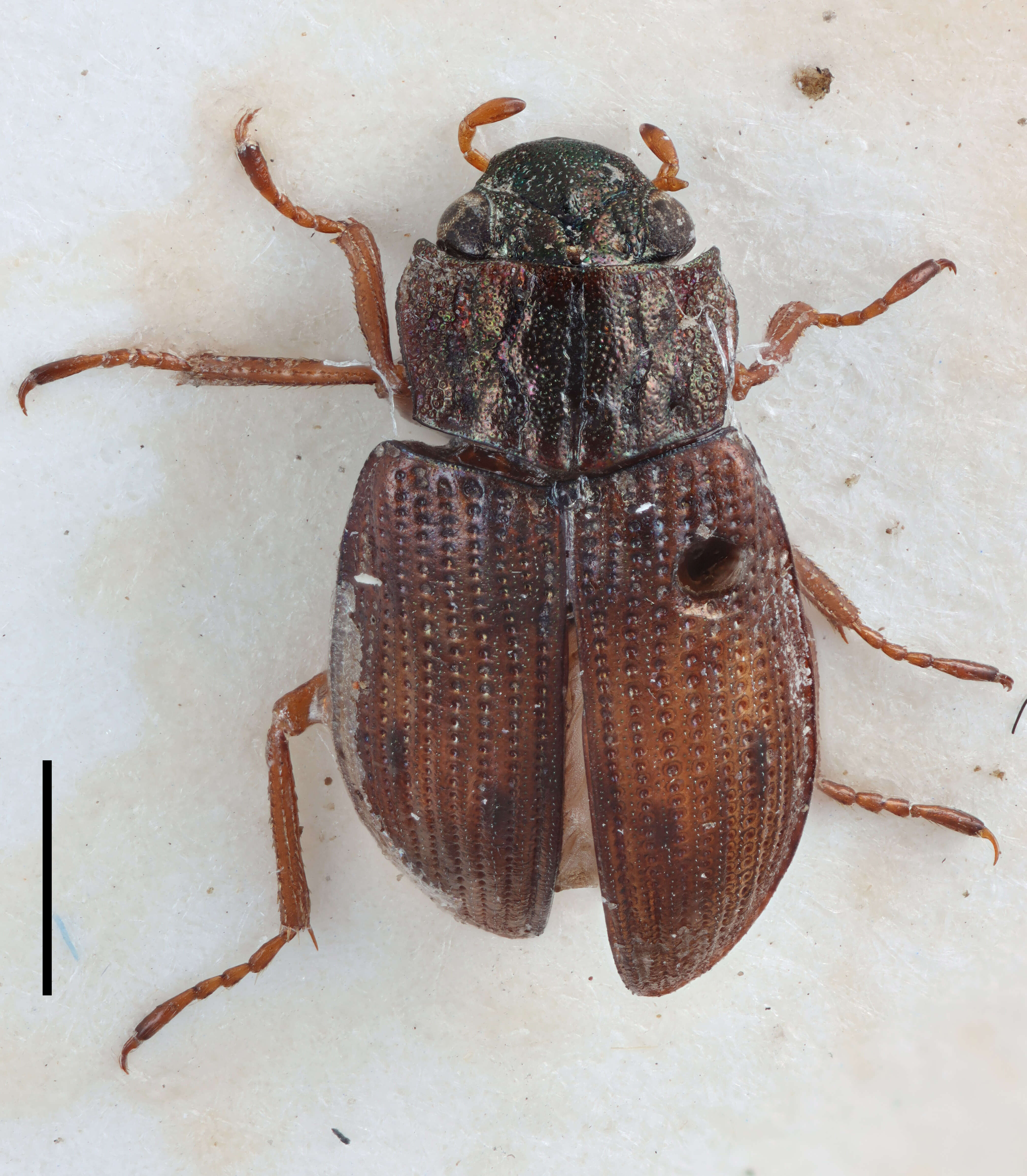 Image of Helophoridae